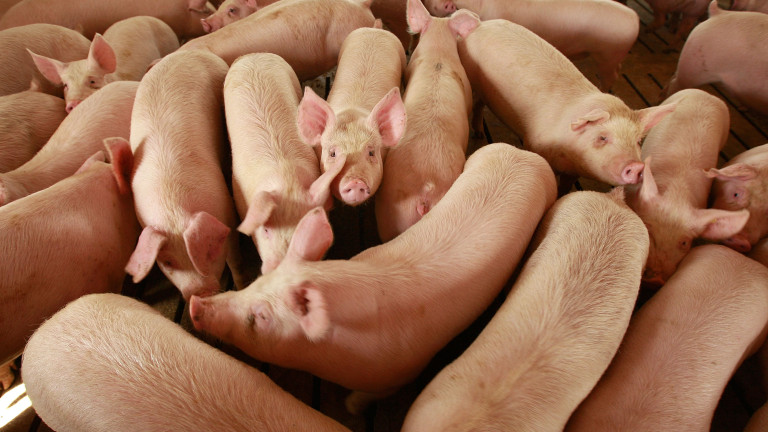 Производството на свинско у нас още не е напълно възстановено след чумата през 2019 г.